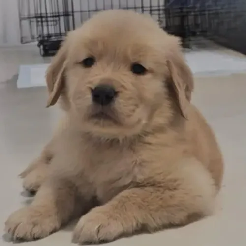 Filhotes de Golden Retriever | Filhotes cheios de vida!