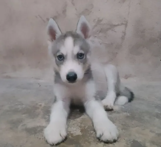 Husky Siberiano