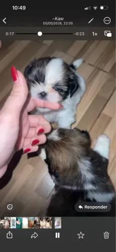 Lindo Shih tzu macho micro