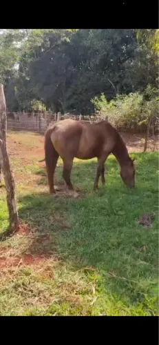 Égua Quarto de milha