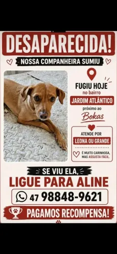 Procura -se