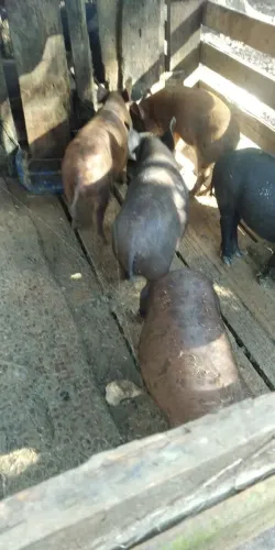 vende se 5 leitões 20kilos cada um