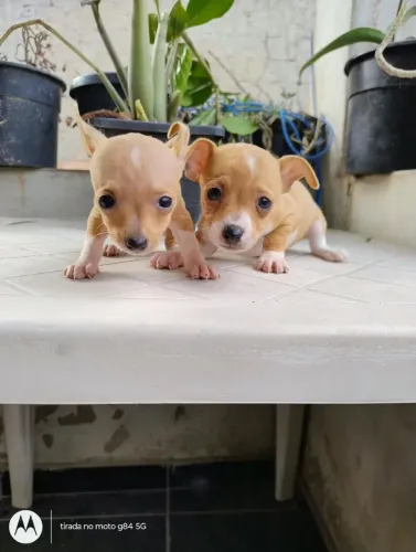 Pinscher  1,700 o casal ou pode comprar separado 