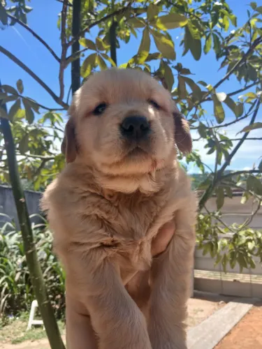 Golden Retriever lindos filhotes prontos para nova família