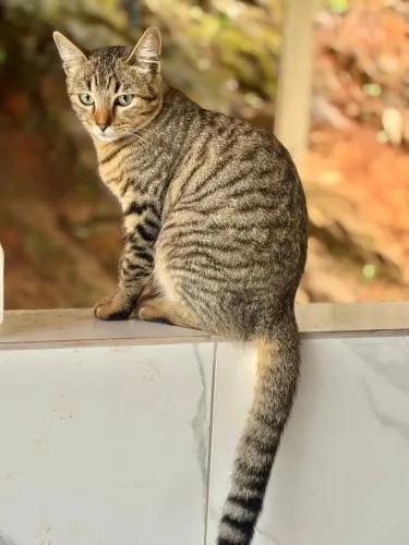 Gato para adoção responsável 