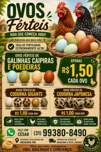 Ovos férteis