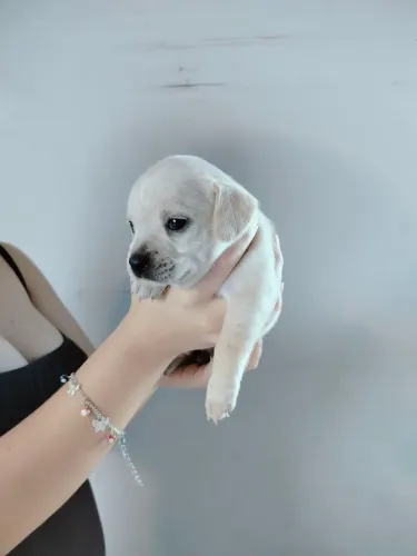 Doando cachorro macho