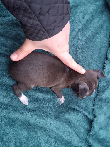 Pinscher zerinho machinho