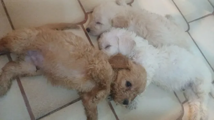 Filhotes de Poodle