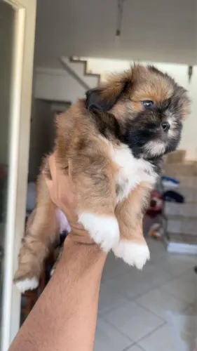 Shih-tzu com 60 dias vacinado 