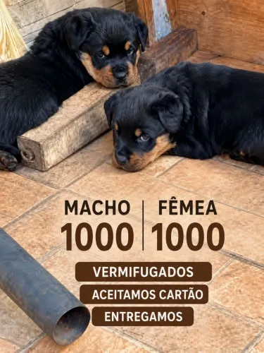 Rottweiler cabeça de touro macho e femea raça pura lindos
