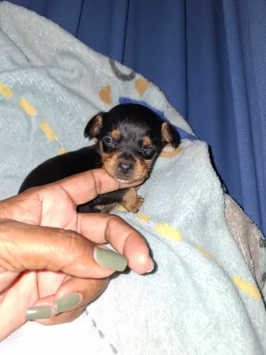 Pinscher 00. Fêmea