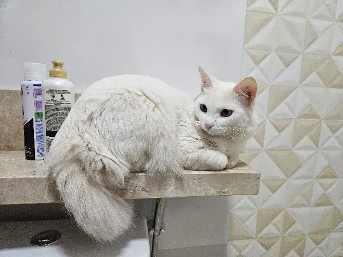 Gata