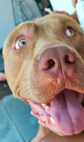Doação cachorro castrado Pitbull