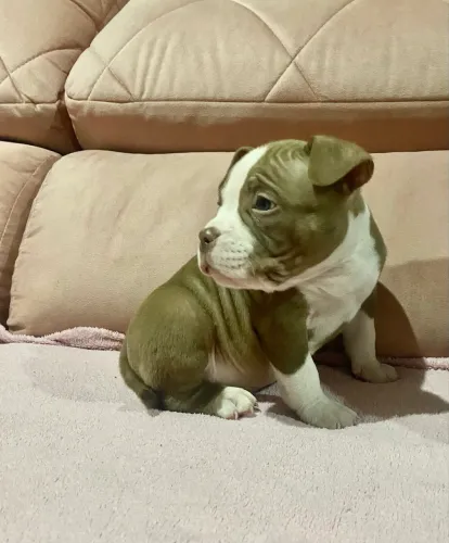 Filhotes de American Bully Macho