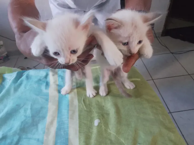 Gatinhos para doação 