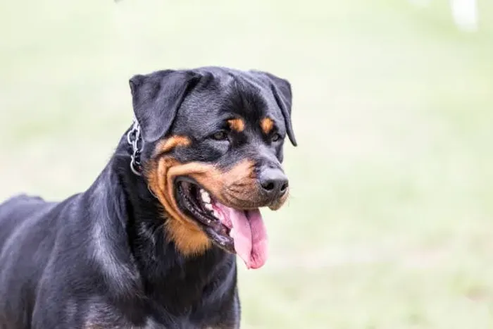 ? Rottweiler Disponível | Filhotes Criados com Muito Carinho