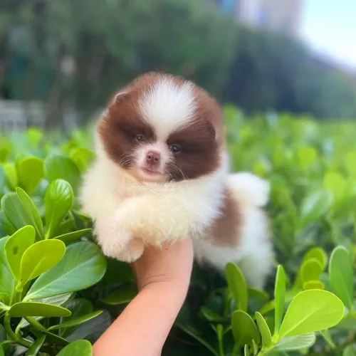 Lulu da Pomerânia Chocolate com olhinhos verdes