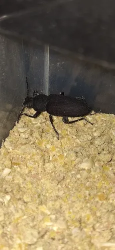 Besouro de tenébrio gigante 