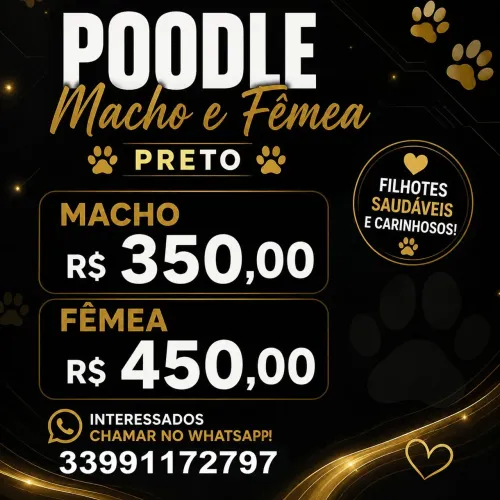 Cachorro