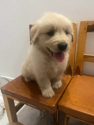Golden Retriever Filhote com Garantia de Procedência