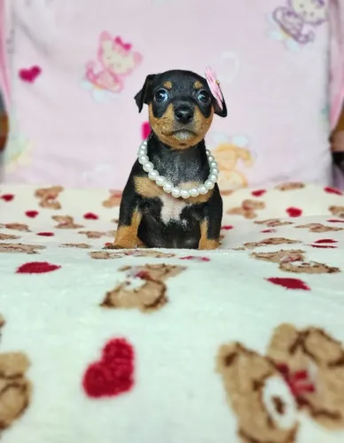 Filhotes de Pinscher/Pincher Bem Espertos Macho e Fêmea Vacinados SP