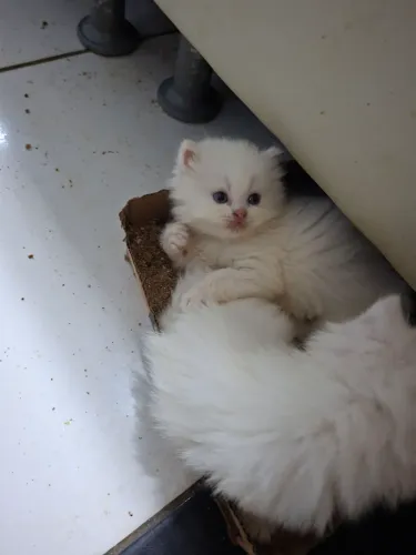 Gato Ragdoll