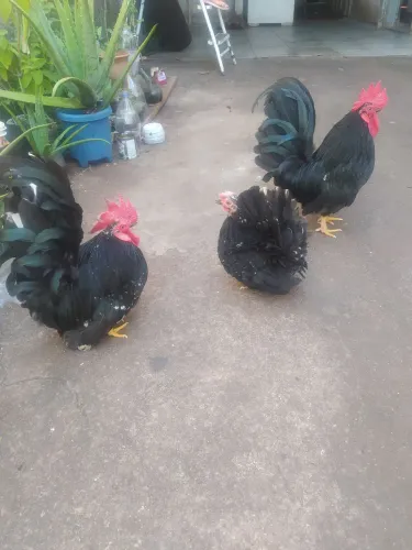 Galinhas garnizé Nagasaki.