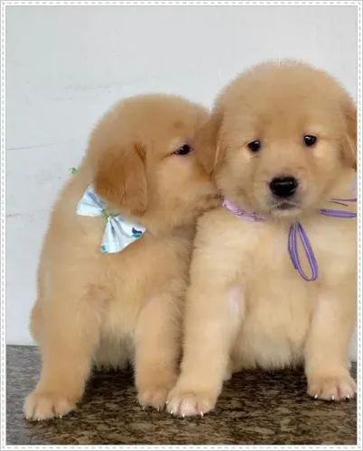 Filhote Golden Retriever Netos de Campeão. Macho e Fêmea com Pedigree.