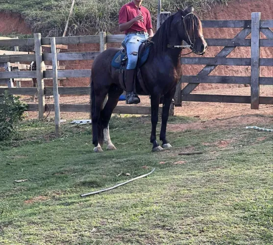 Cavalo Mangalarga Marchador Inteiro (5 anos) - Marcha Batida