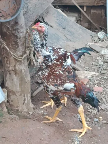 Frangos índio gigante mil flores (200 cada)