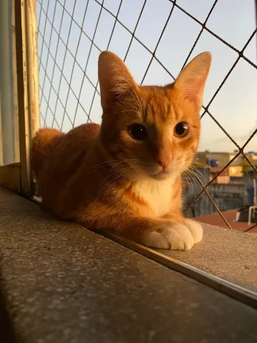 Gatos para adoção
