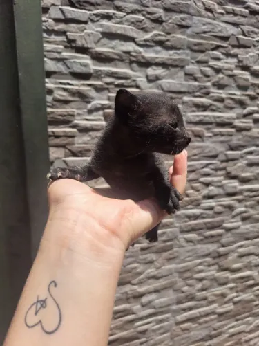 Doação filhote de gato