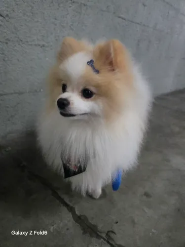 Spitz Alemão (Lulu da Pomerânia)