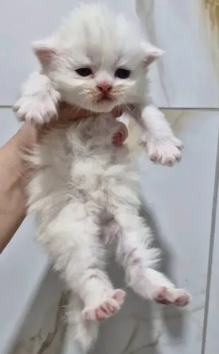 Gatinho persa 