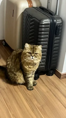 Gato macho disponível Pra Cruzar