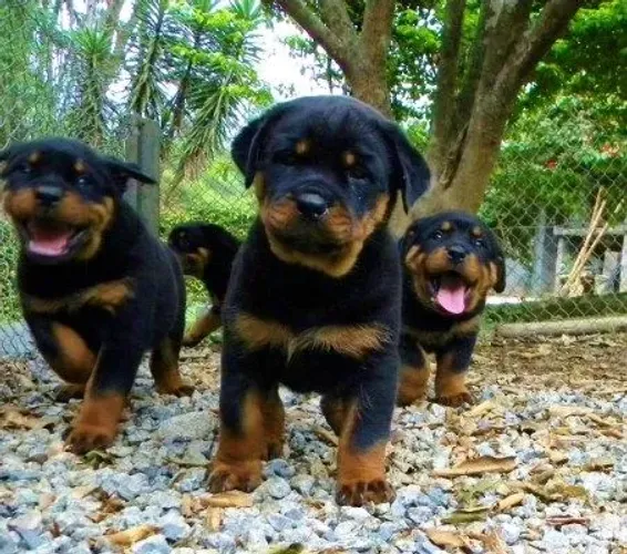 Rottweiler cabeça de Touro