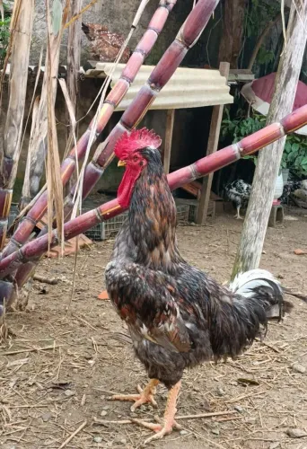 Galinha sertaneja balão (GSB)