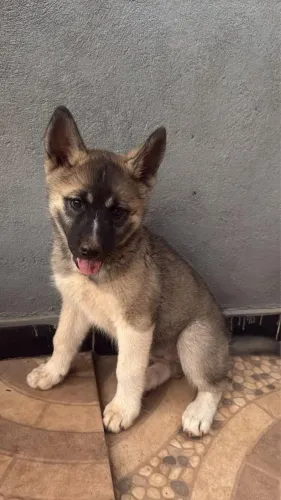 Filhote de Huskyta