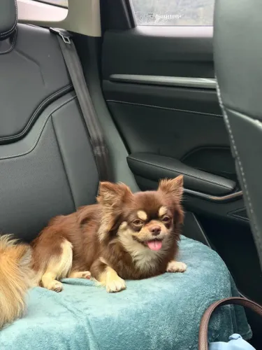 Chiuahua de pelo longo disponível para cruzar