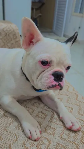 Buldogue Francês Fêmea para cruzar (procura namorado)