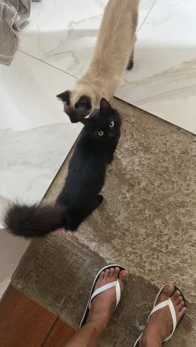 Gatinha pra doação
