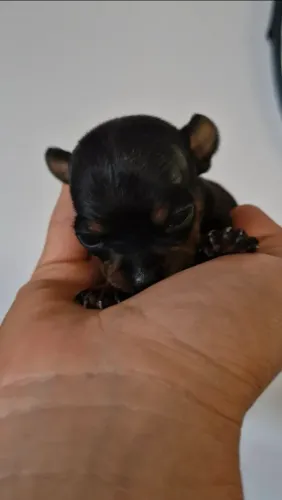 Pinscher macho