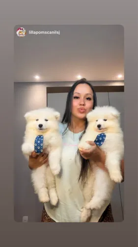 Samoieda fêmea e macho