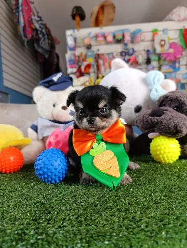 Chihuahua macho $3.500,00 micro