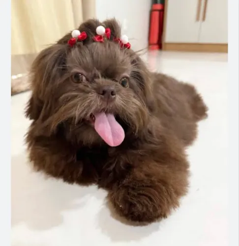 Shih tzu fêmea com 2 anos