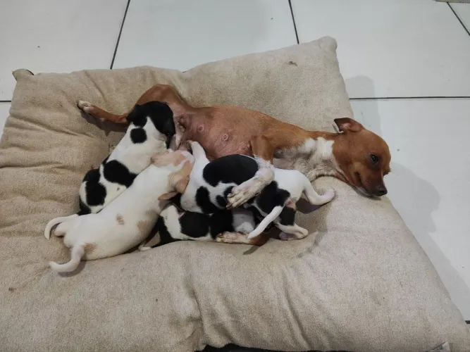 pinscher 