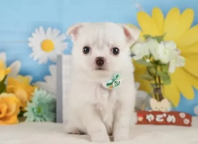Filhotinhos Chihuahua micro com olhos claros e rara beleza