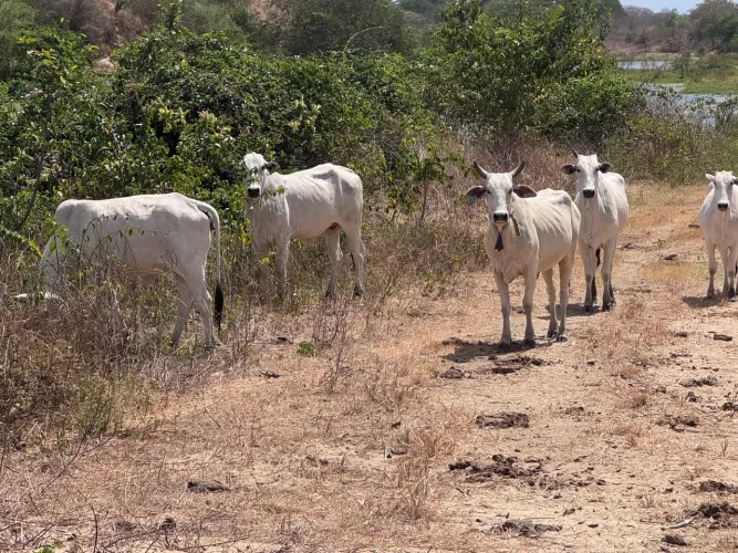 Vacas Nelore
