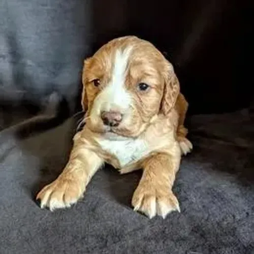 Cocker Spaniel,Cocker Spaniel Filhote Saudável Excelente Companhia